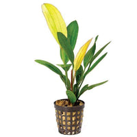 Pisces Enterprises 5cm Pot Echinodorus Rose 5cm Pot