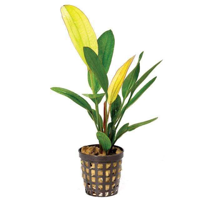 Pisces Enterprises 5cm Pot Echinodorus Rose 5cm Pot