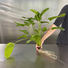Pisces Enterprises 5cm Pot Extra-large Plant - Echinodorus Schlueteri 5cm Pot