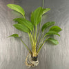 Pisces Enterprises 5cm Pot Fire Feather Sword - Extra-large Echinodorus Plant - 5cm Pot