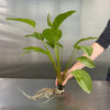Load image into Gallery viewer, Pisces Enterprises 5cm Pot Fire Feather Sword - Extra-large Echinodorus Plant - 5cm Pot