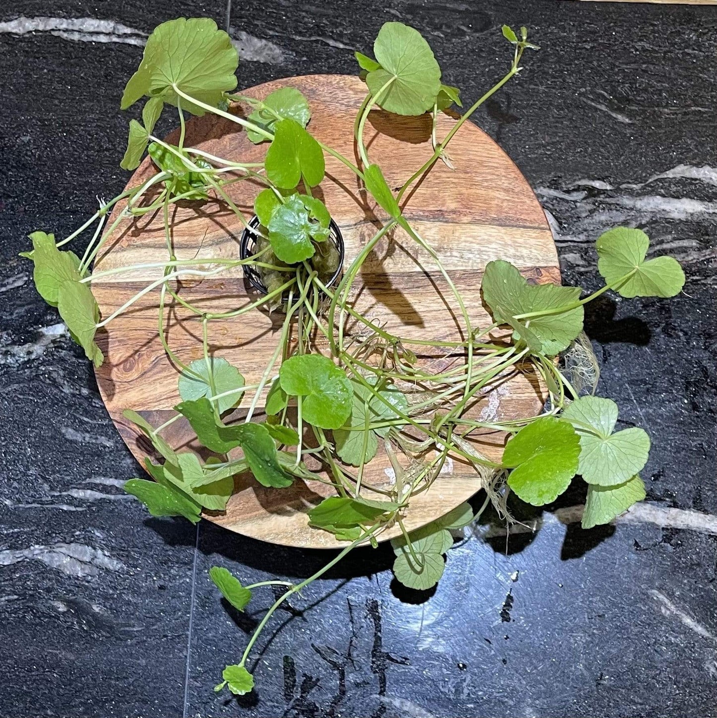 Pisces Enterprises 5cm Pot Giant Cardamine 5cm Pot