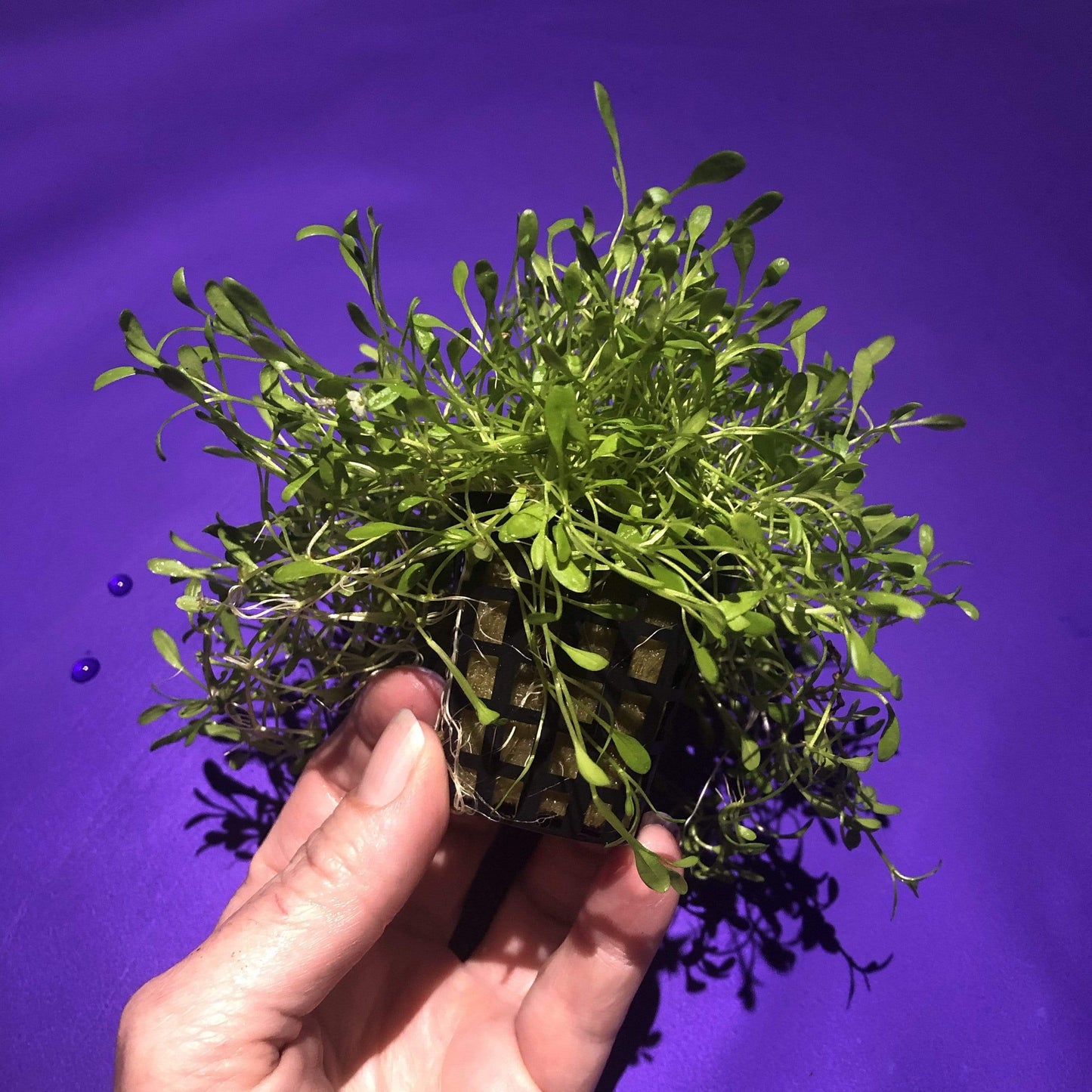 Pisces Enterprises 5cm Pot Glossostigma 5cm pot