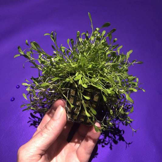 Pisces Enterprises 5cm Pot Glossostigma 5cm pot