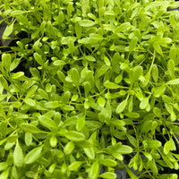Pisces Enterprises 5cm Pot Glossostigma 5cm pot