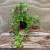 Pisces Enterprises 5cm Pot Gold Pennywort 5cm Pot