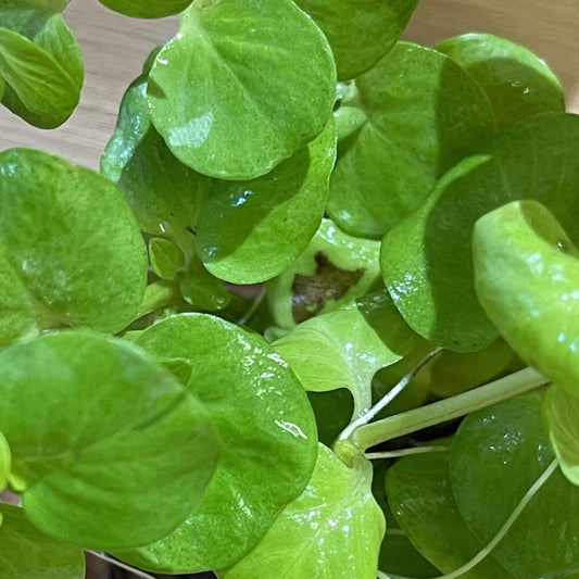 Pisces Enterprises 5cm Pot Gold Pennywort 5cm Pot