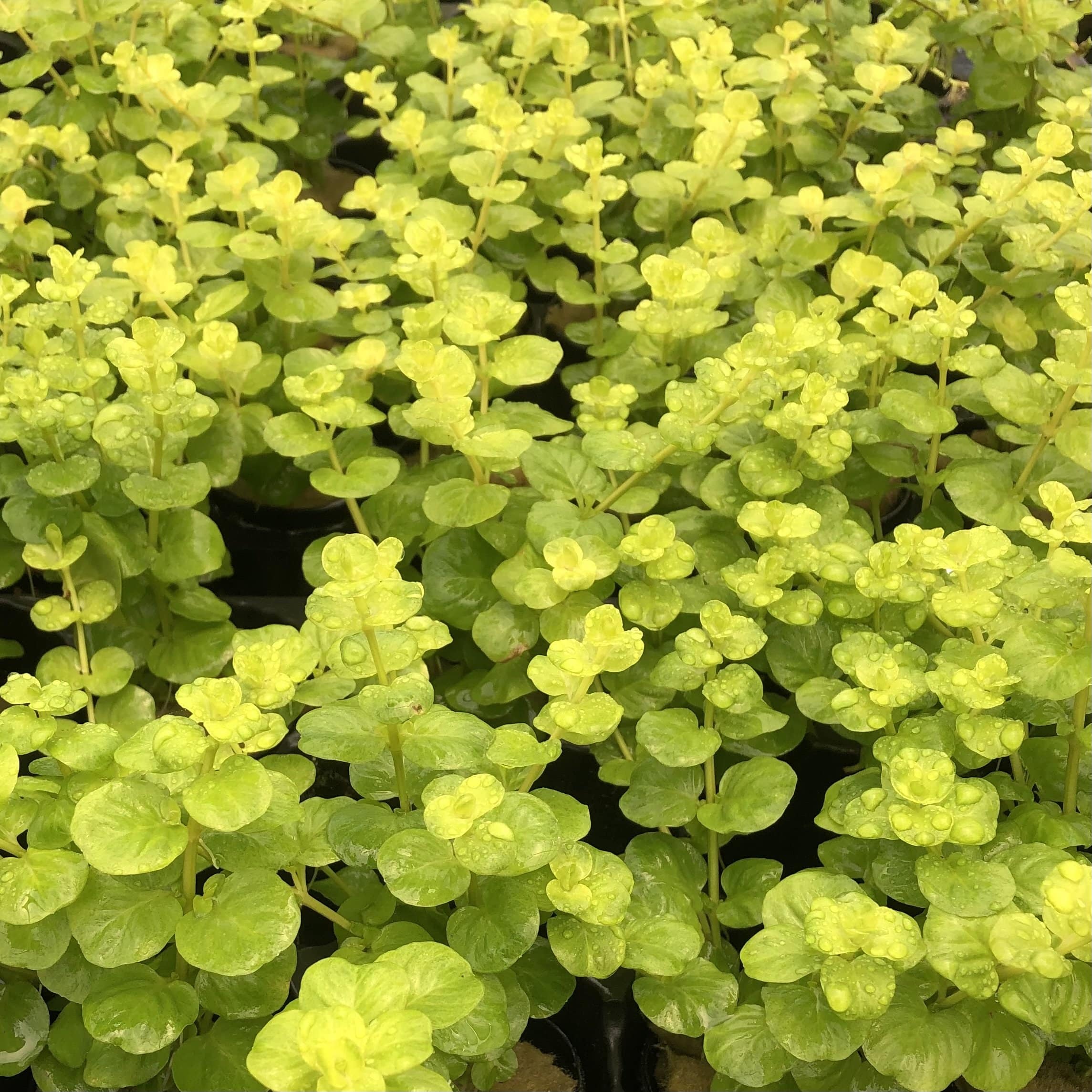 Pisces Enterprises 5cm Pot Gold Pennywort 5cm Pot