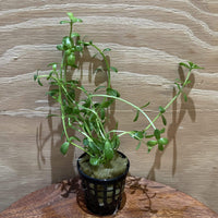 Pisces Enterprises 5cm Pot Green Baby Tears 5cm pot