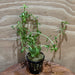 Pisces Enterprises 5cm Pot Green Baby Tears 5cm pot