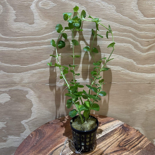 Pisces Enterprises 5cm Pot Green Pennywort 5cm Pot
