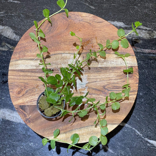 Pisces Enterprises 5cm Pot Green Pennywort 5cm Pot