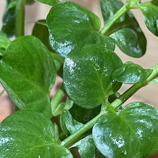 Pisces Enterprises 5cm Pot Green Pennywort 5cm Pot