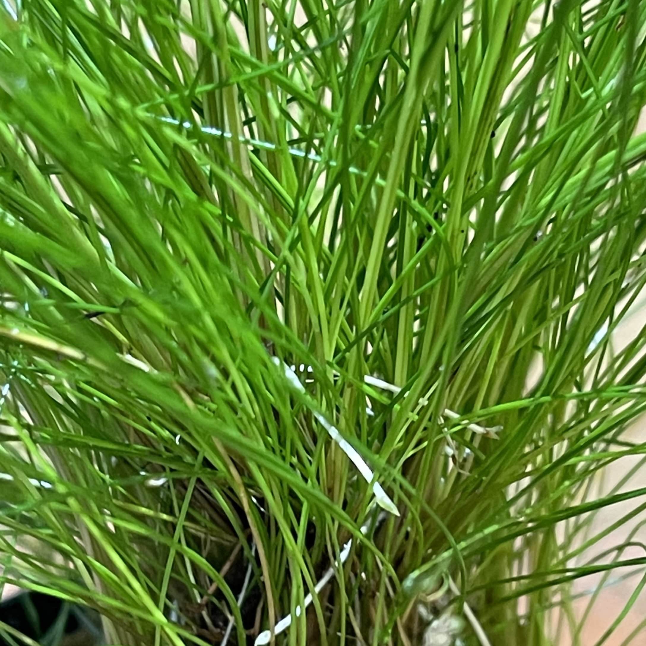 Pisces Enterprises 5cm Pot Hairgrass 5cm pot