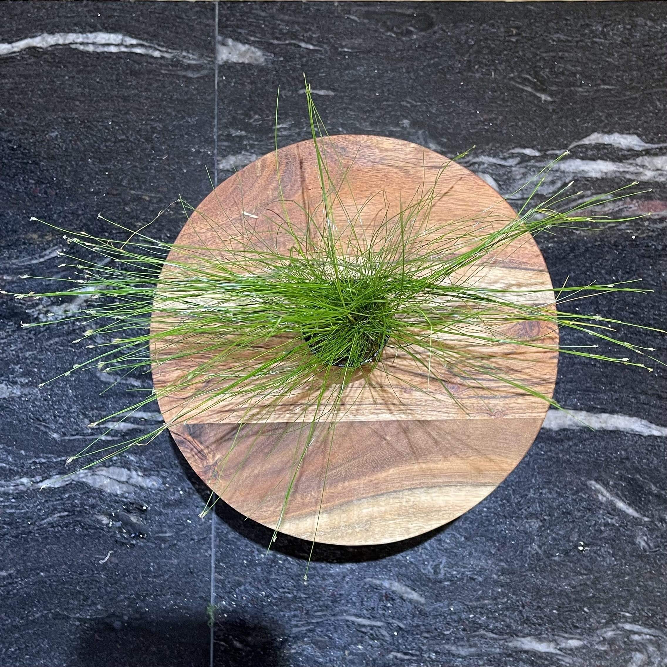 Pisces Enterprises 5cm Pot Hairgrass 5cm pot