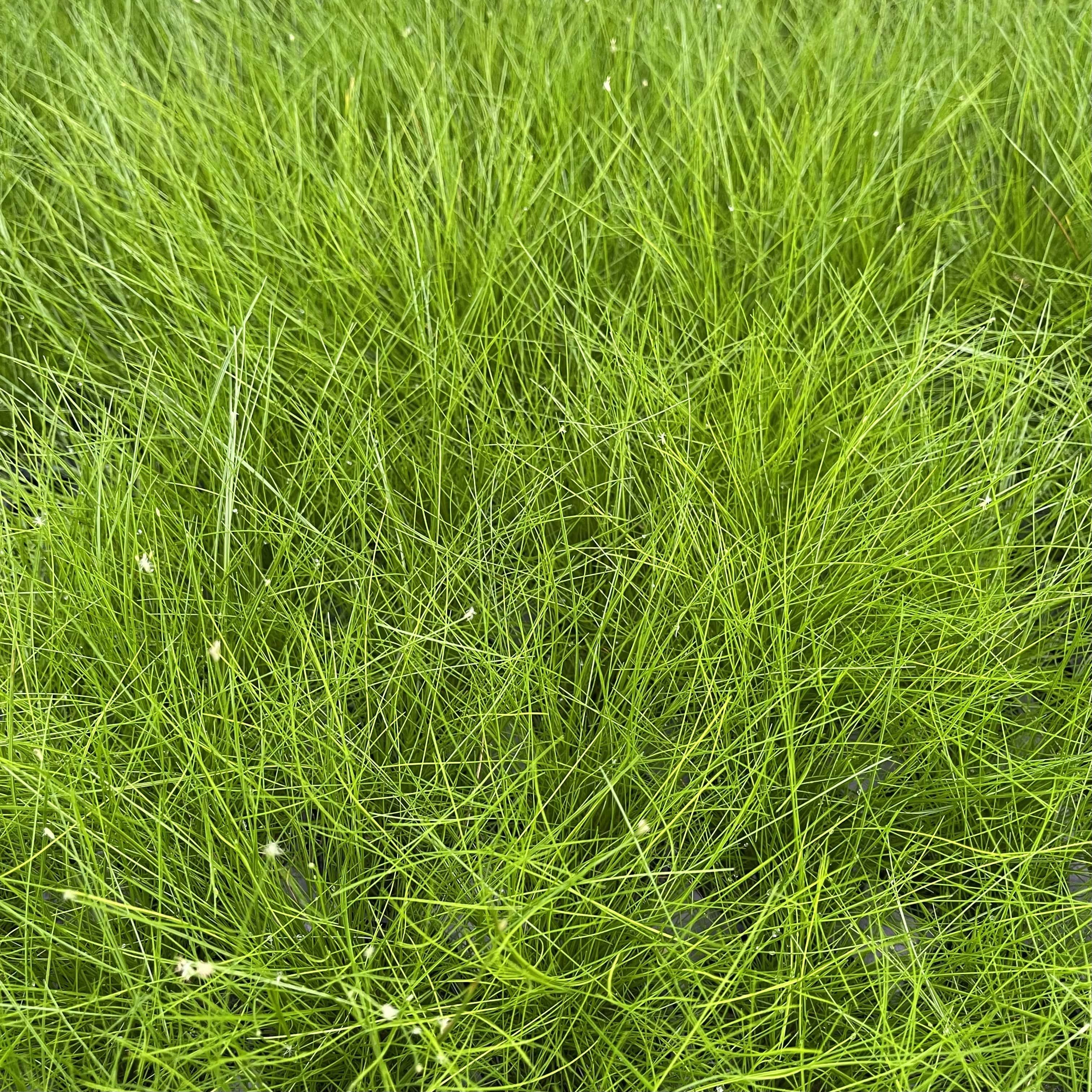 Pisces Enterprises 5cm Pot Hairgrass 5cm pot