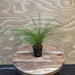 Pisces Enterprises 5cm Pot Hairgrass 5cm pot