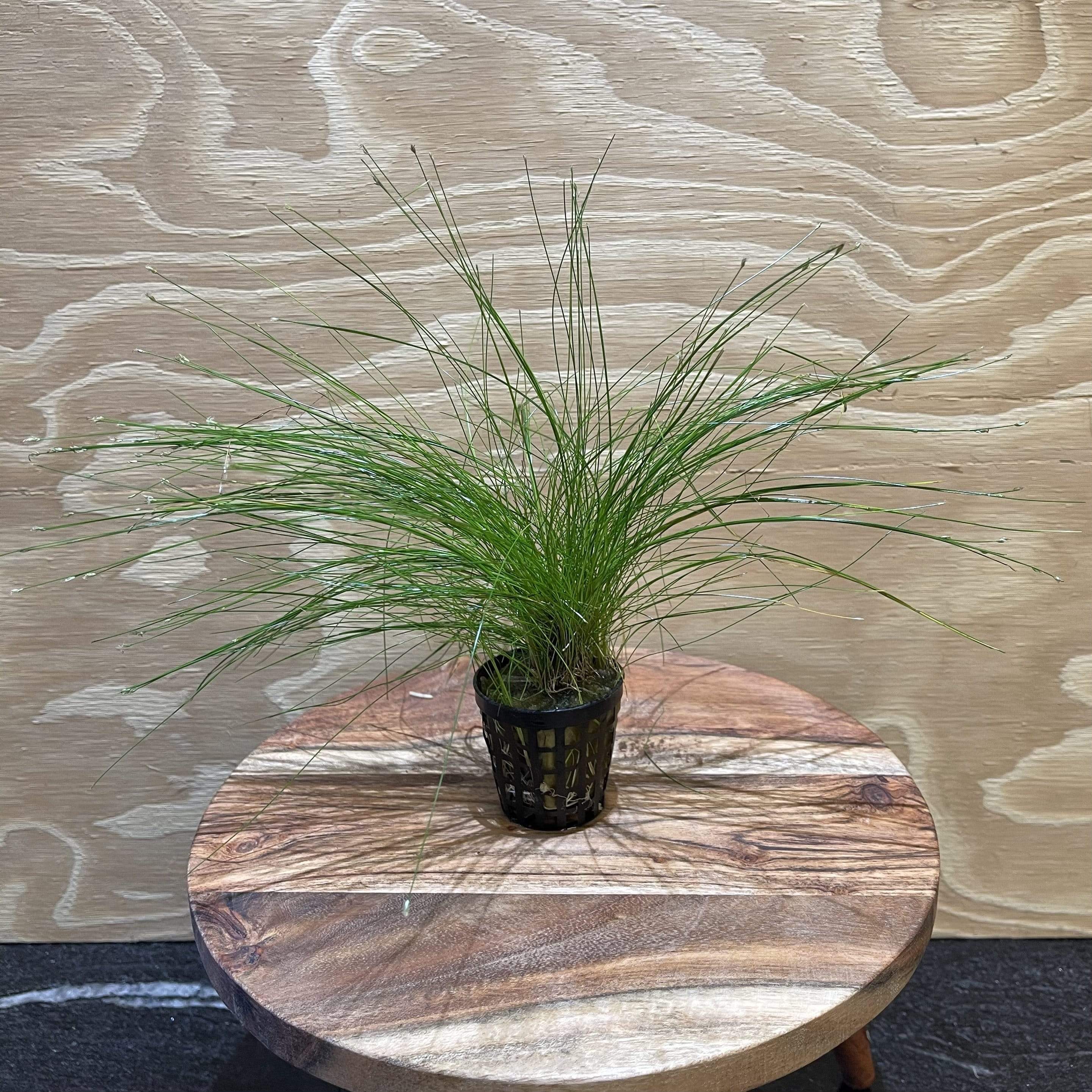 Pisces Enterprises 5cm Pot Hairgrass 5cm pot