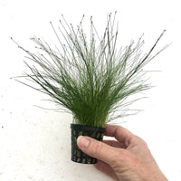 Pisces Enterprises 5cm Pot Hairgrass 5cm pot