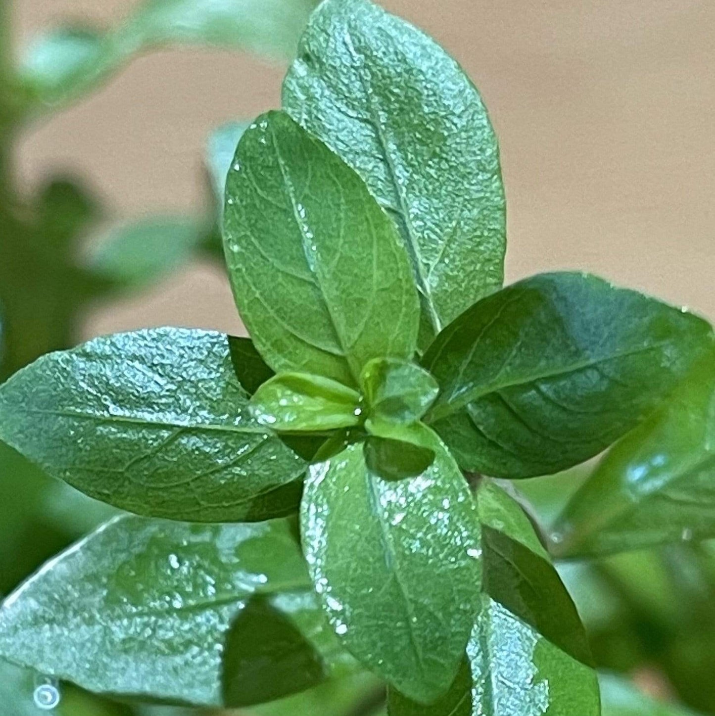 Pisces Enterprises 5cm Pot Hygrophila 5cm Pot