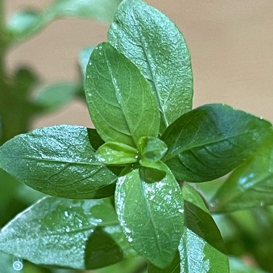 Pisces Enterprises 5cm Pot Hygrophila 5cm Pot