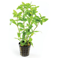 Pisces Enterprises 5cm Pot Hygrophila 5cm Pot