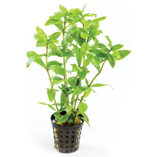 Pisces Enterprises 5cm Pot Hygrophila 5cm Pot