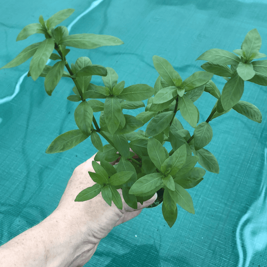 Pisces Enterprises 5cm Pot Hygrophila 5cm Pot