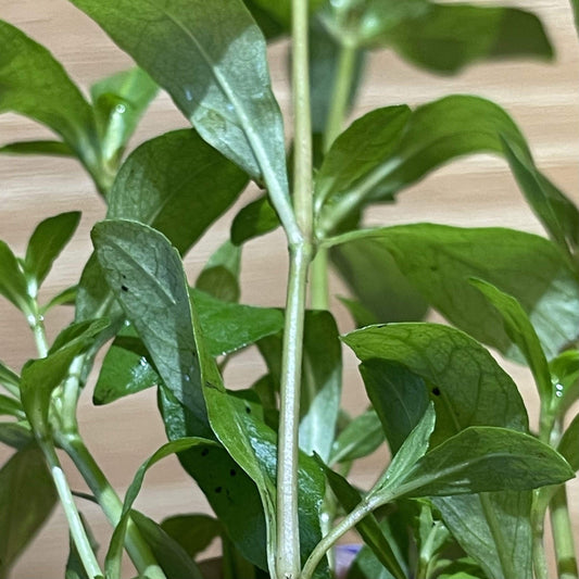 Pisces Enterprises 5cm Pot Hygrophila 5cm Pot