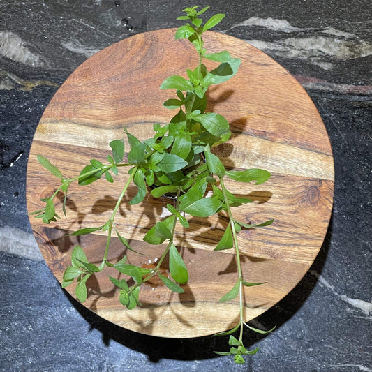 Pisces Enterprises 5cm Pot Hygrophila 5cm Pot