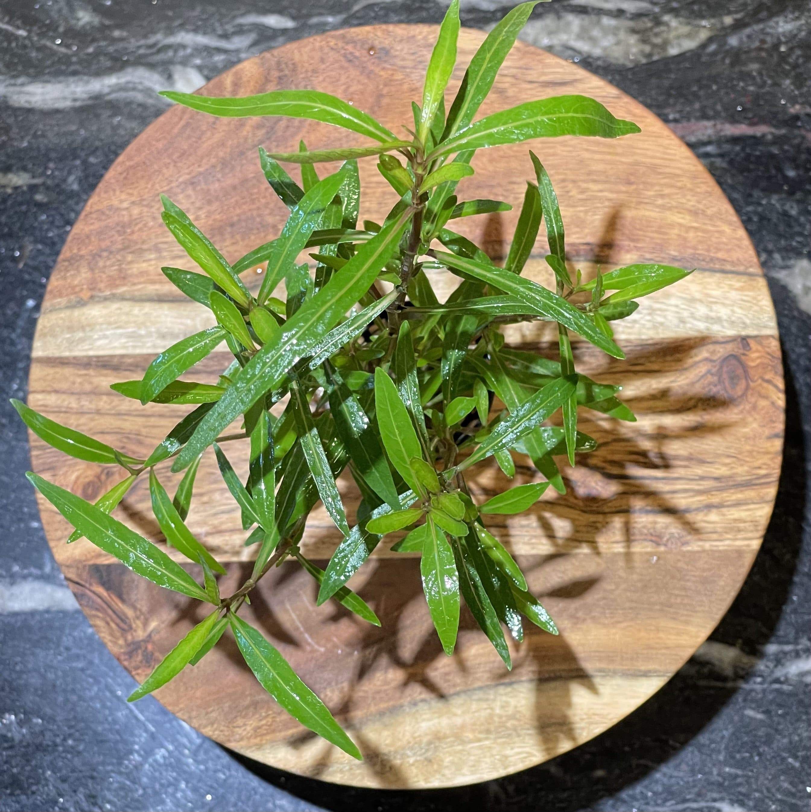 Pisces Enterprises 5cm Pot Hygrophila lancea 5cm Pot