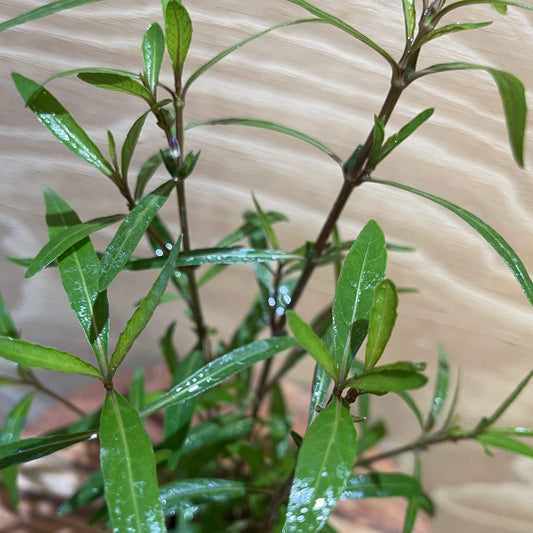 Pisces Enterprises 5cm Pot Hygrophila lancea 5cm Pot
