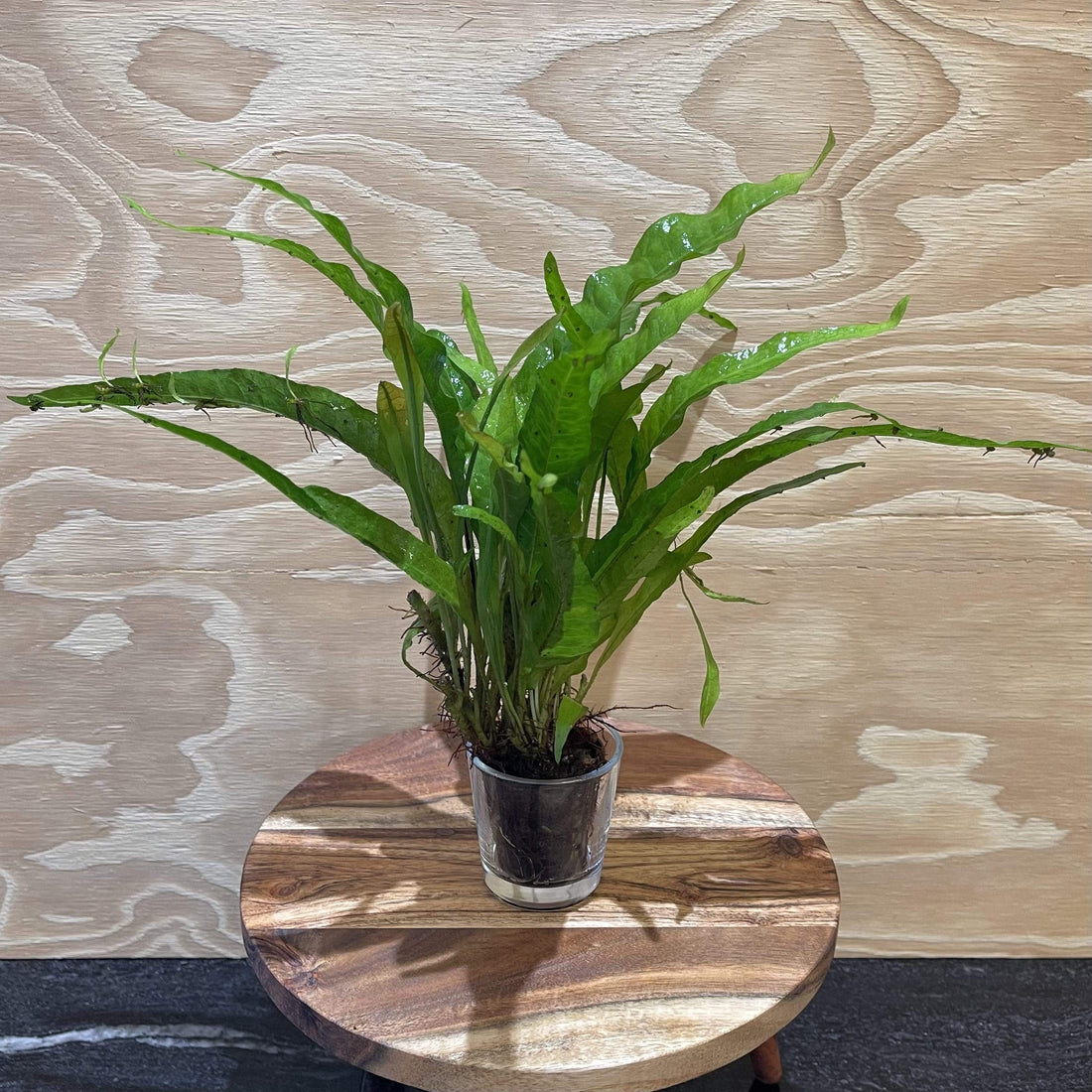 Java Fern Indo 'Indo' Microsorum pteropus (Indo Java Fern) 5cm pot – Scapeshop.com.au