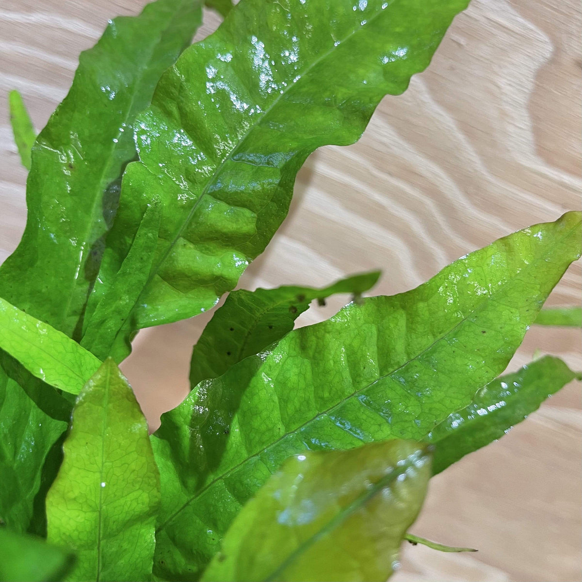 Java Fern Indo 'Indo' Microsorum pteropus (Indo Java Fern) 5cm pot – Scapeshop.com.au