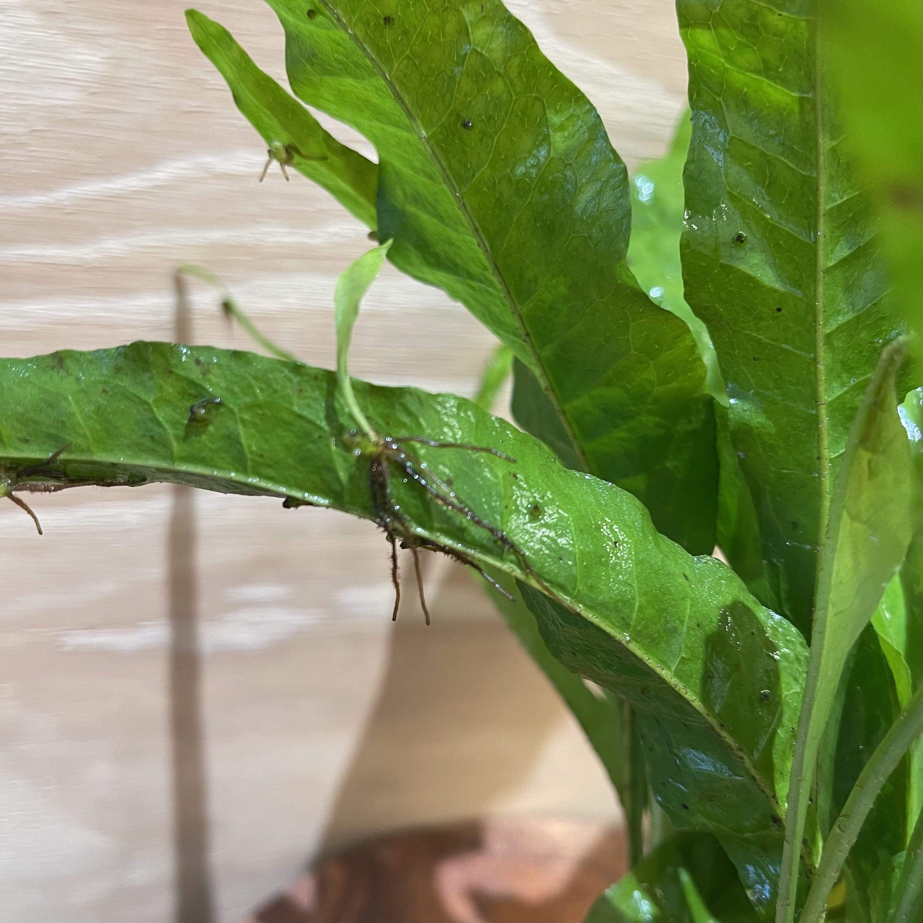 Pisces Enterprises 5cm Pot 'Indo' Microsorum pteropus (Indo Java Fern) 5cm pot