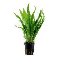 Pisces Enterprises 5cm Pot 'Indo' Microsorum pteropus (Indo Java Fern) 5cm pot