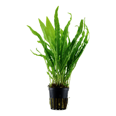 Pisces Enterprises 5cm Pot 'Indo' Microsorum pteropus (Indo Java Fern) 5cm pot