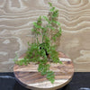 Pisces Enterprises 5cm Pot Lace Fern 5cm Pot