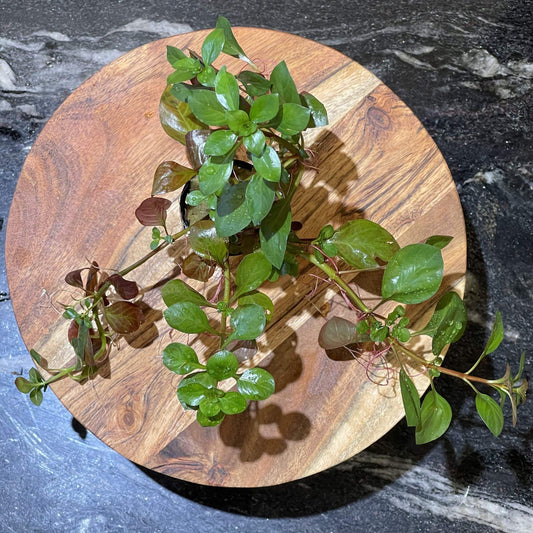 Pisces Enterprises 5cm Pot Ludwigia 5cm Pot