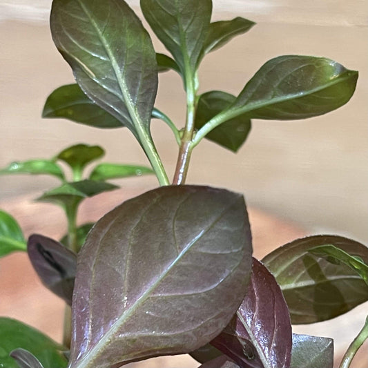 Pisces Enterprises 5cm Pot Ludwigia 5cm Pot