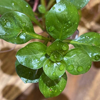 Pisces Enterprises 5cm Pot Ludwigia 5cm Pot