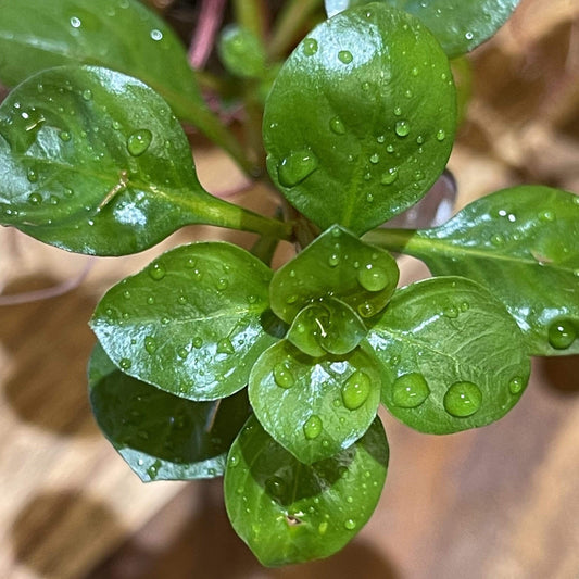 Pisces Enterprises 5cm Pot Ludwigia 5cm Pot