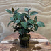 Pisces Enterprises 5cm Pot Mauve Stricta 5cm Pot