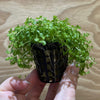 Pisces Enterprises 5cm Pot Micranthemum “Monte Carlo” 5cm Pot