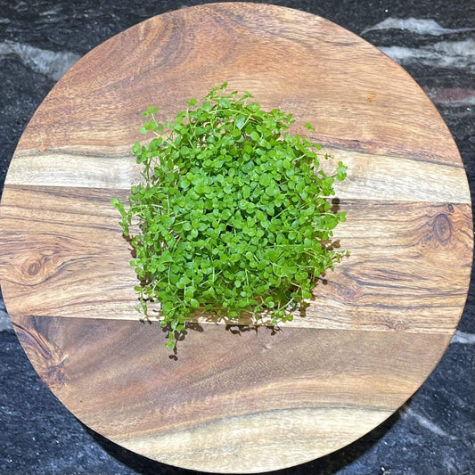 Pisces Enterprises 5cm Pot Micranthemum “Monte Carlo” 5cm Pot