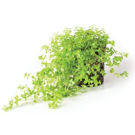 Pisces Enterprises 5cm Pot Micranthemum “Monte Carlo” 5cm Pot