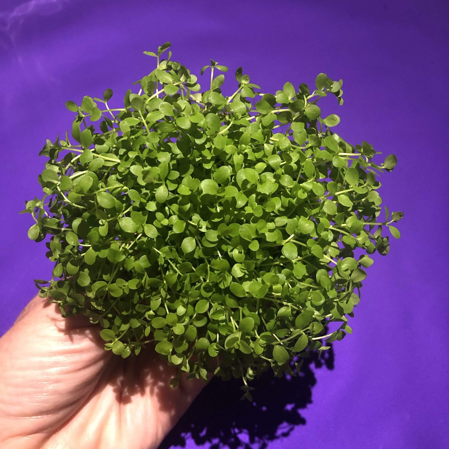 Pisces Enterprises 5cm Pot Micranthemum “Monte Carlo” 5cm Pot