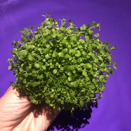Pisces Enterprises 5cm Pot Micranthemum “Monte Carlo” 5cm Pot