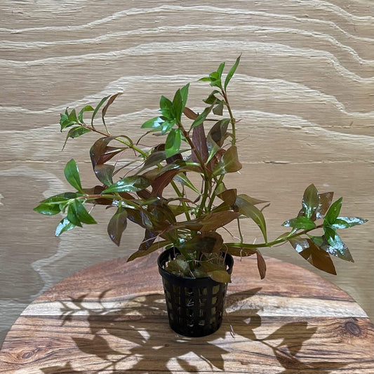 Pisces Enterprises 5cm Pot Narrow Ludwigia 5cm pot