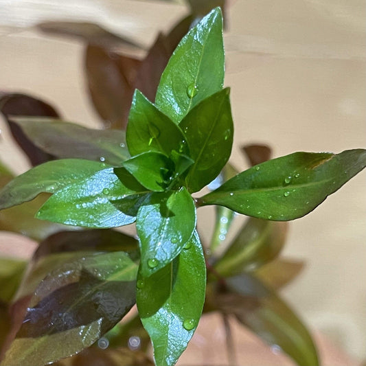 Pisces Enterprises 5cm Pot Narrow Ludwigia 5cm pot